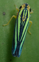 Poecilocarda cosmopolita