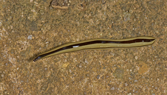 Australopacifica regina