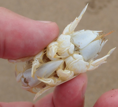 Emerita austroafricana