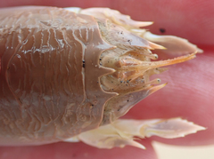 Emerita austroafricana