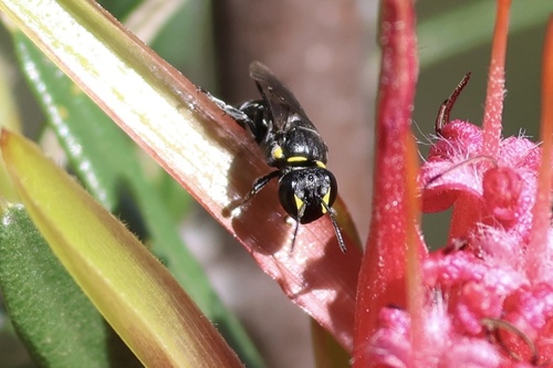 Hylaeus bicolorellus