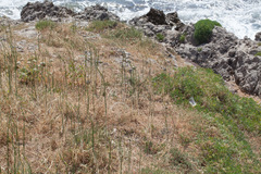 Allium