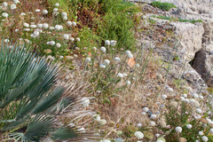 Allium
