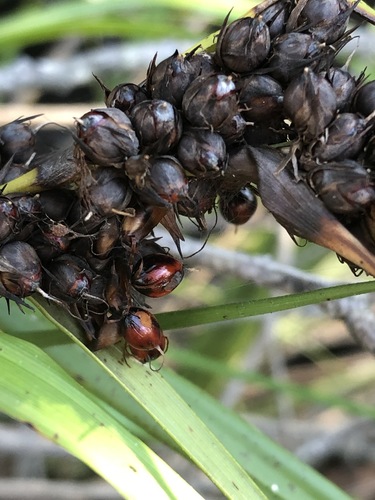 Gahnia aspera