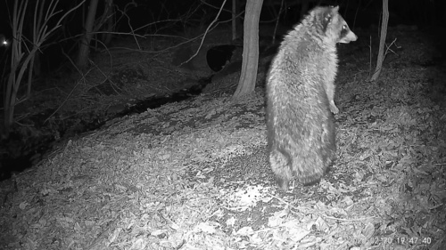Common Raccoon photographed in Kentucky