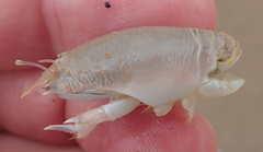 Emerita austroafricana