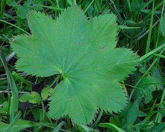 Alchemilla glabra