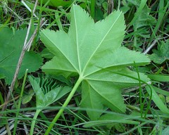 Alchemilla glabra