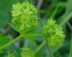 Alchemilla glabra