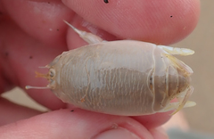 Emerita austroafricana