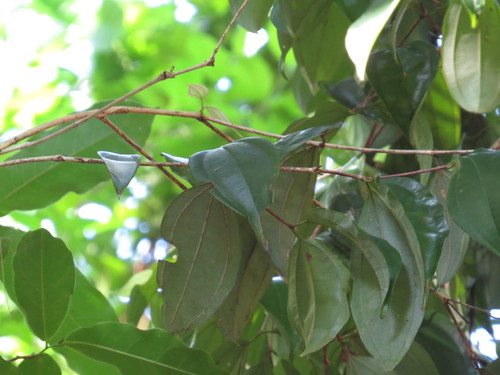 northern malletwood (Rhodamnia spongiosa)