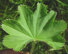 Alchemilla filicaulis vestita