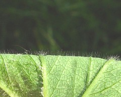 Alchemilla filicaulis vestita