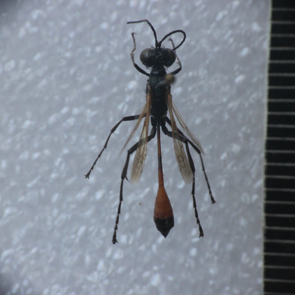 Ammophila apicalis
