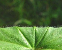 Alchemilla filicaulis vestita