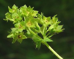 Alchemilla filicaulis vestita