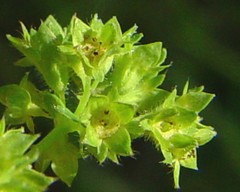 Alchemilla filicaulis vestita