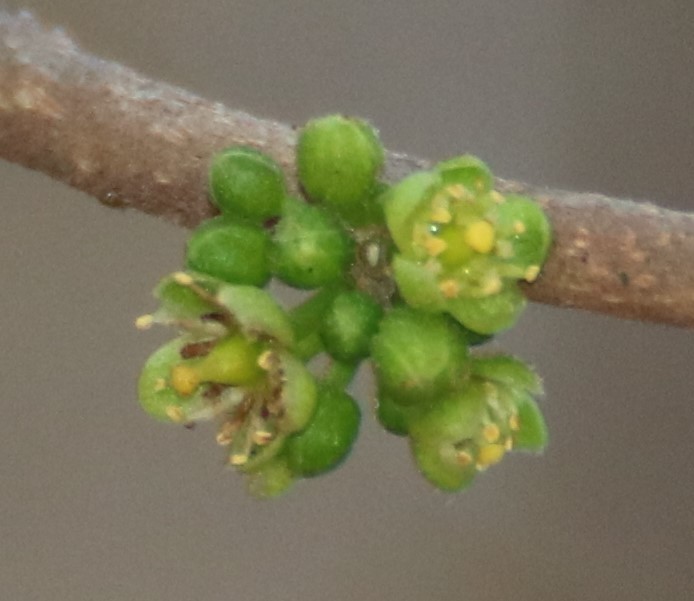 Casearia tomentosa
