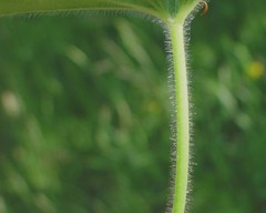 Alchemilla filicaulis vestita