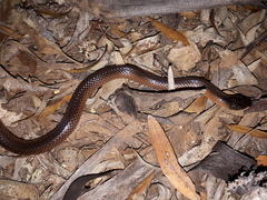Suta nigriceps