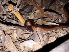 Suta nigriceps
