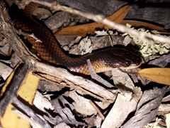 Suta nigriceps