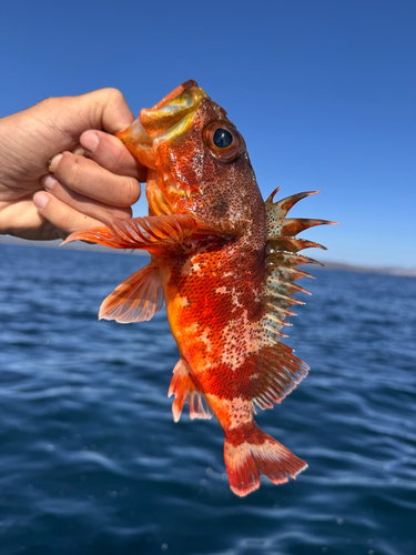 Coral cod (Helicolenus percoides) — Sebastidae