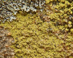 Acarospora citrina