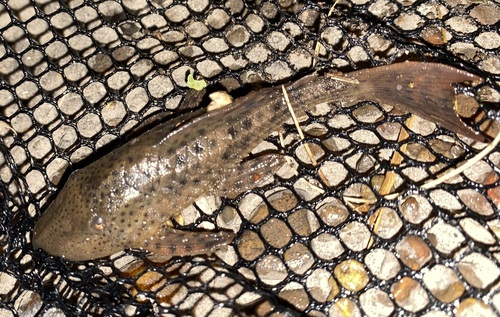 Speckled pleco (Hemiancistrus punctulatus) — Loricariidae — 5