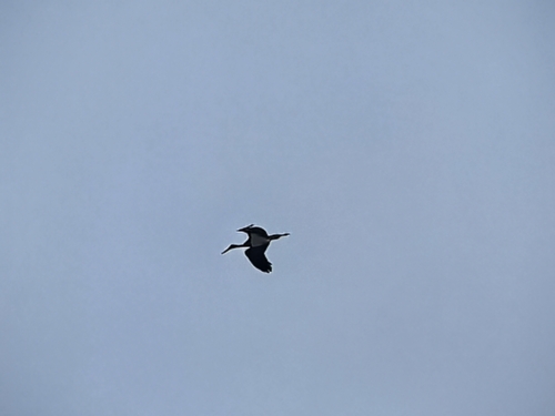 Black Stork