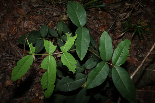 Bennett's Ash (Flindersia bennettii)