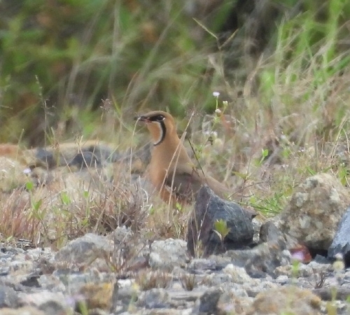 Oriental Pratincole