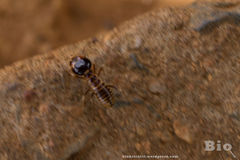 Hodotermes mossambicus