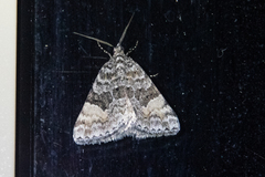 Dichromodes anelictis