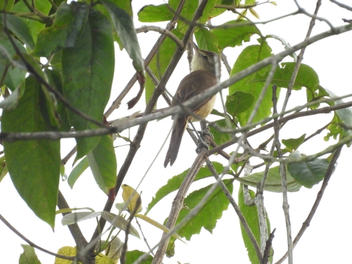 Oriental Reed Warbler
