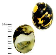 Nerita japonica
