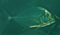 Platycaranx chrysophrys