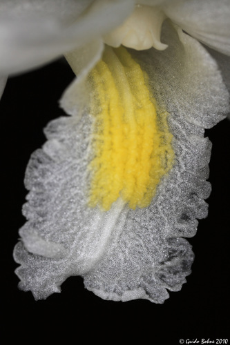 Dendrobium crumenatum