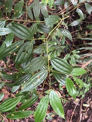 Cinnamomum subavenium