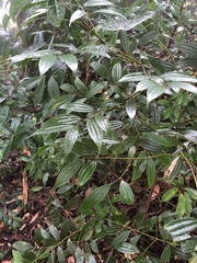 Cinnamomum subavenium