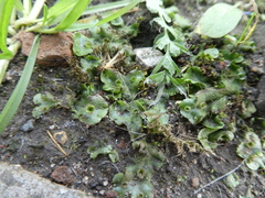 Marchantia polymorpha