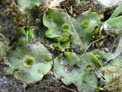 Marchantia polymorpha