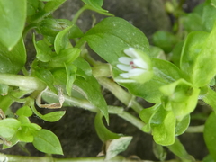 Stellaria media
