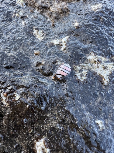 Hydatina amplustre observed 2026-02-20