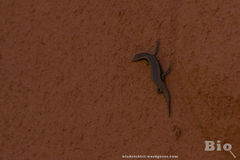 Trachylepis spilogaster