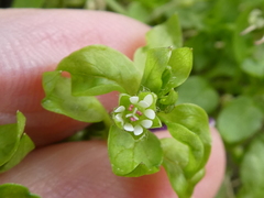 Stellaria media