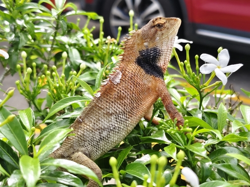 Indian Garden Lizard