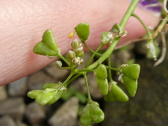 Capsella bursa-pastoris
