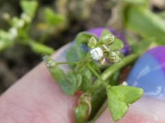 Capsella bursa-pastoris