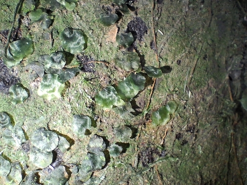 Didymoglossum bimarginatum observed 2026-02-21